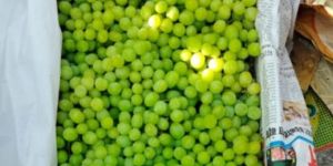 Thomson and Sudhakar Grapes