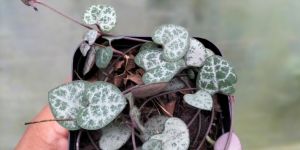 String of Heart Plants