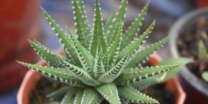 Zebra Haworthia Plant