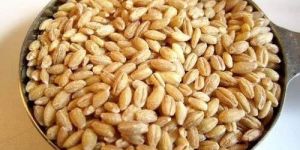 Natural Wheat Grain