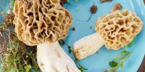 Dried Morel Mushroom