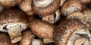 Fresh Cremini Mushroom