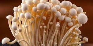 Fresh Enoki Mushroom