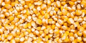 Organic Yellow Maize Seeds