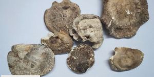 Dehydrated Shiitake Mushroom