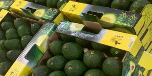 Imported Avocado