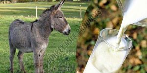 FRESH DONKEY MILK