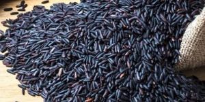 Indian Black Rice