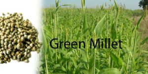 Green Millets