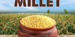 Kodo Millet