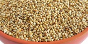 Bajra Pearl Millet