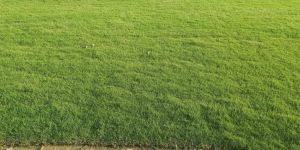 Bermuda Lawn Grass