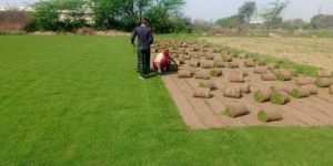 Maxican Carpet Grass