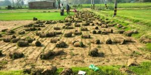 Selection One Natural Carpet Grass