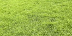 Natural Lawn Grass