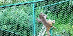 4mm Nylon Monkey Safety Net