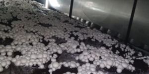 Button Mushroom Farming Service