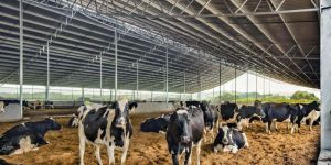 Mordern Dairy Farming Service