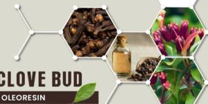 Clove Bud Oleoresin