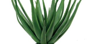 Aloe Vera Plant