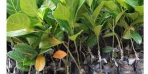 Pink Jackfruit Plant