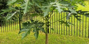Thai Papaya Plant