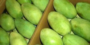 Fresh Langra Mango