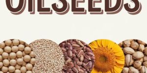 Oil Seeds