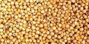 Sorghum Millet Seeds