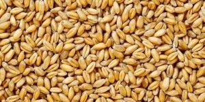Organic Wheat Seeds