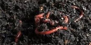 Vermicompost