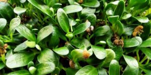 Baby Fenugreek (Methi) Microgreens