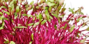 Beetroot Microgreens