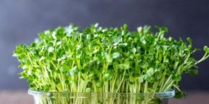 Broccoli Microgreens