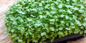 Kale Microgreens