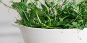 Pea Shoots Microgreens
