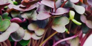 Purple Radish Microgreens