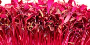 Red Amaranth Microgreens