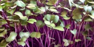 Red Cabbage Microgreens