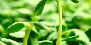 Sunflower Microgreens