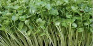 White Rambo Radish Microgreens