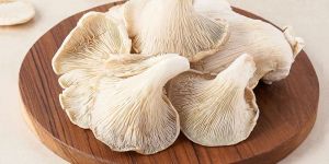 Oyster Mushroom