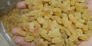 Golden Raisins
