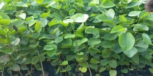 1 Feet Red Sandalwood Plant