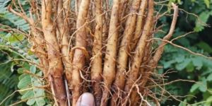 Brown Teak Wood Stump