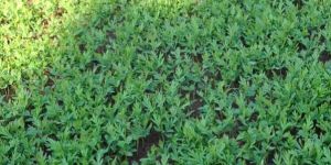 Green Silver Oak Plant