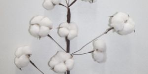 Cotton Flower