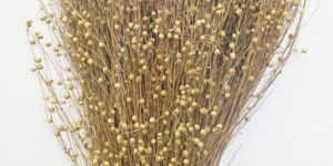 Dried Lino Grass
