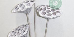 Lotus Pod Dried Flowers