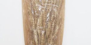 Wheat Grass Gold Dried Flowers